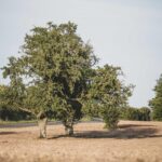 Veranstaltungshinweis: Agrobiodiversität – Erhaltung der genetischen Vielfalt als gemeinsame Aufgabe von Landwirtschaft und Gesellschaft