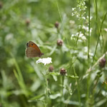 Ein Schmetterling in einer Wiese.