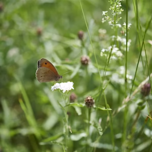 Ein Schmetterling in einer Wiese.