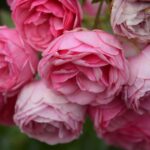 Mehrere rote Rosenblüten dicht nebeneinander