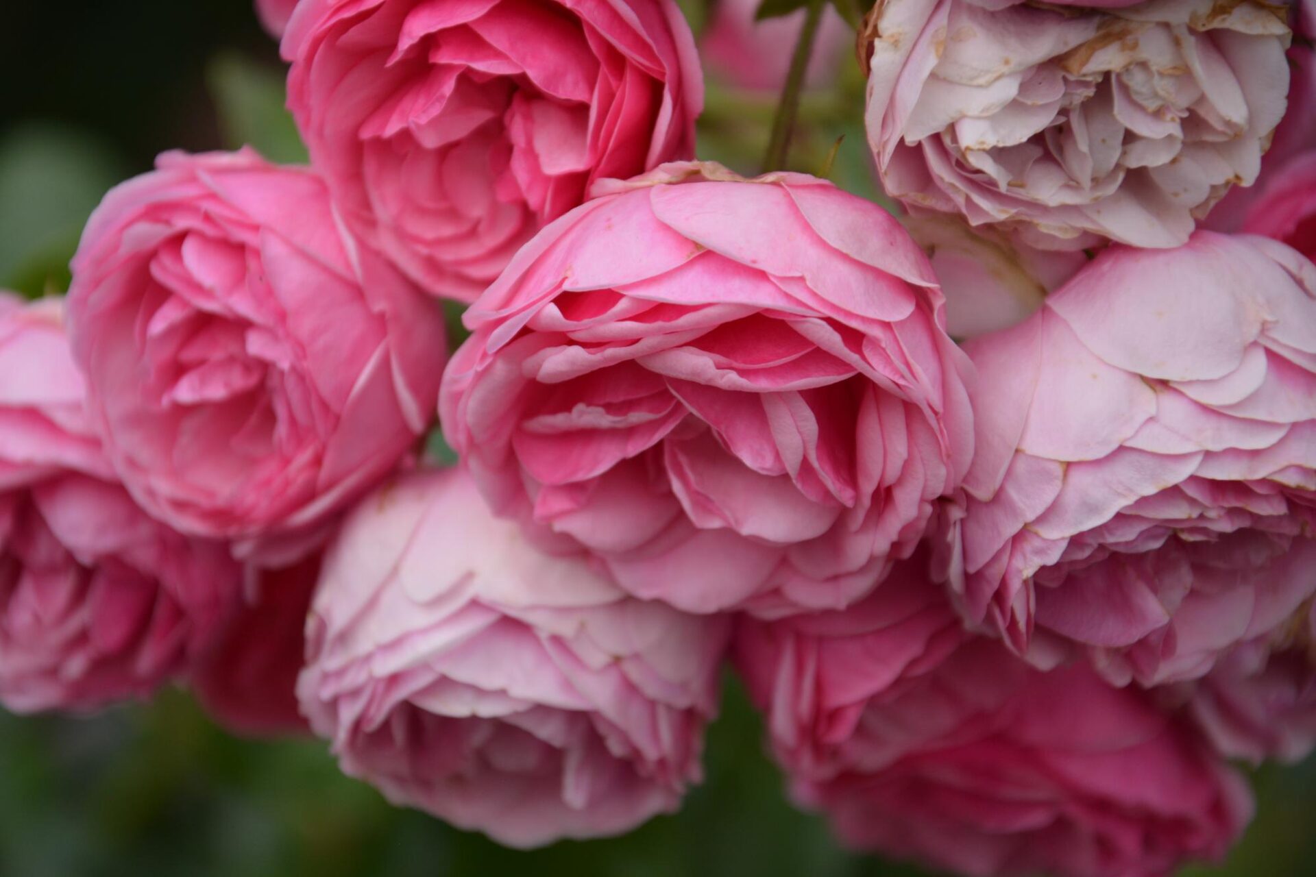 Mehrere rote Rosenblüten dicht nebeneinander