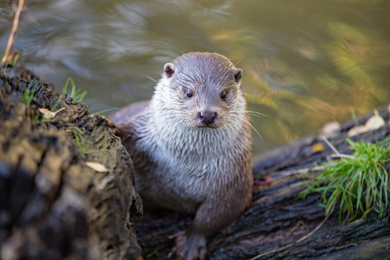 Ein Fischotter sitzt mit dem Oberkörper auf einem Holzstück in Flussnähe.