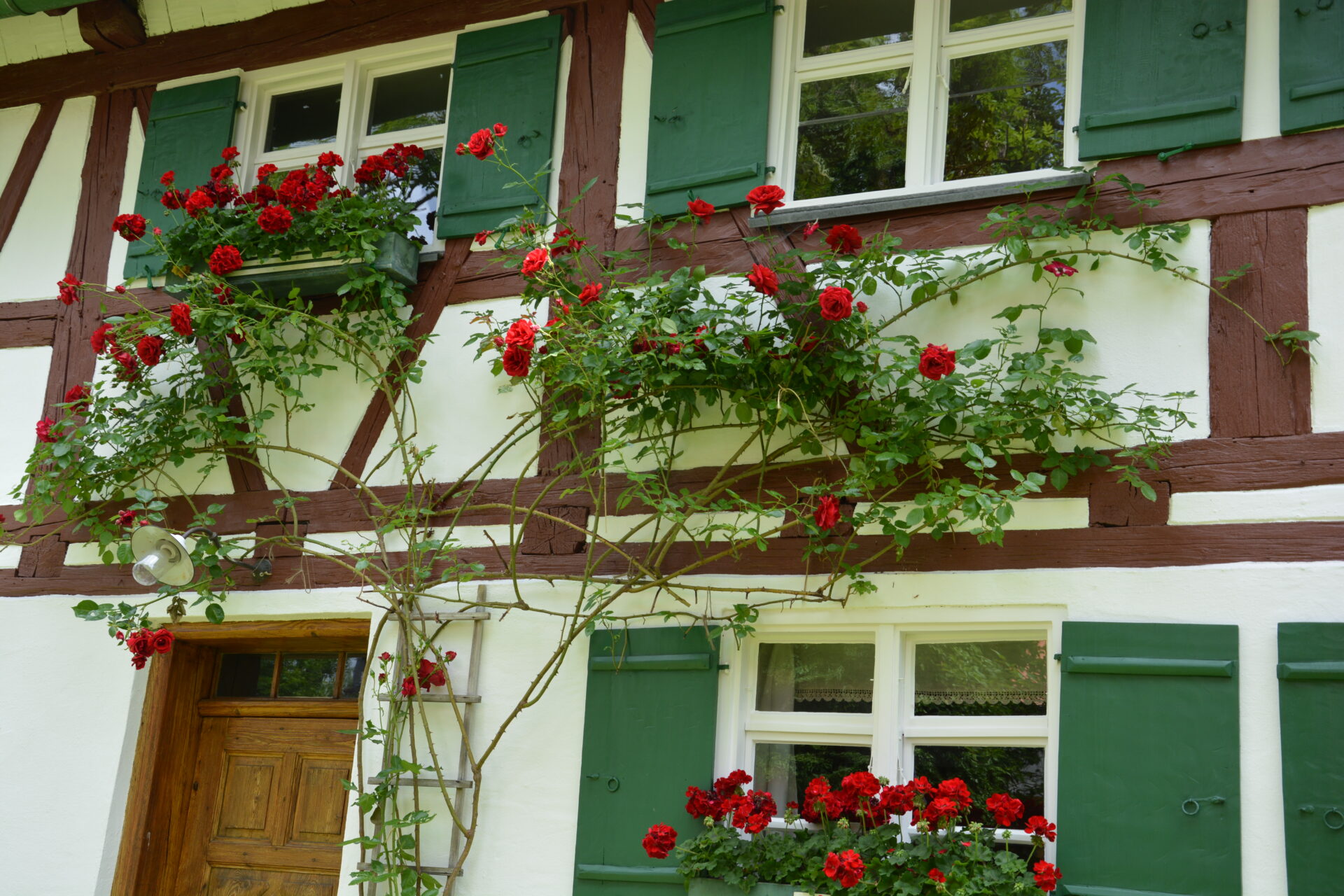 Hauswand mit Fenstern und darüber rankendem roten Rosenstrauch