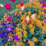 Blumenbeet mit verschiedenen bunten Blumen